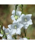 Campanula cochleariifolia Jingle White крупним планом
